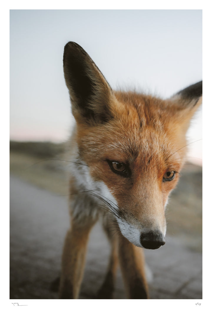 The Curios Fox