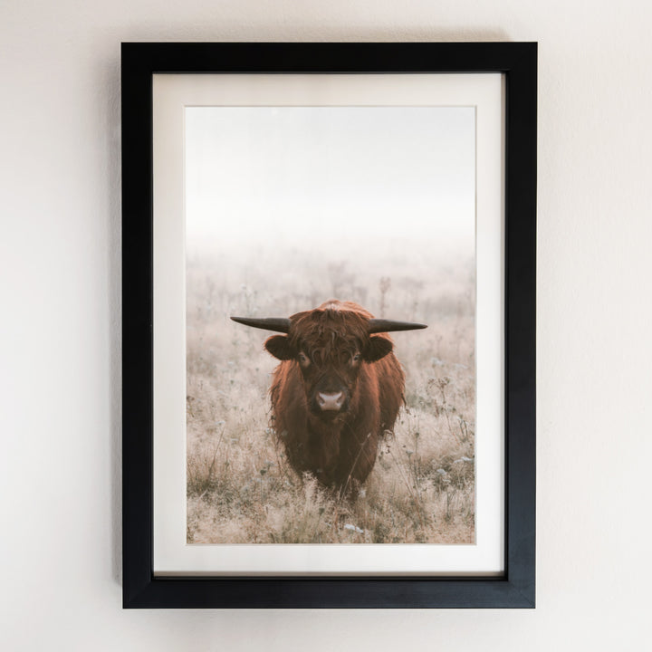 Highland Cattle Bull Curiosity