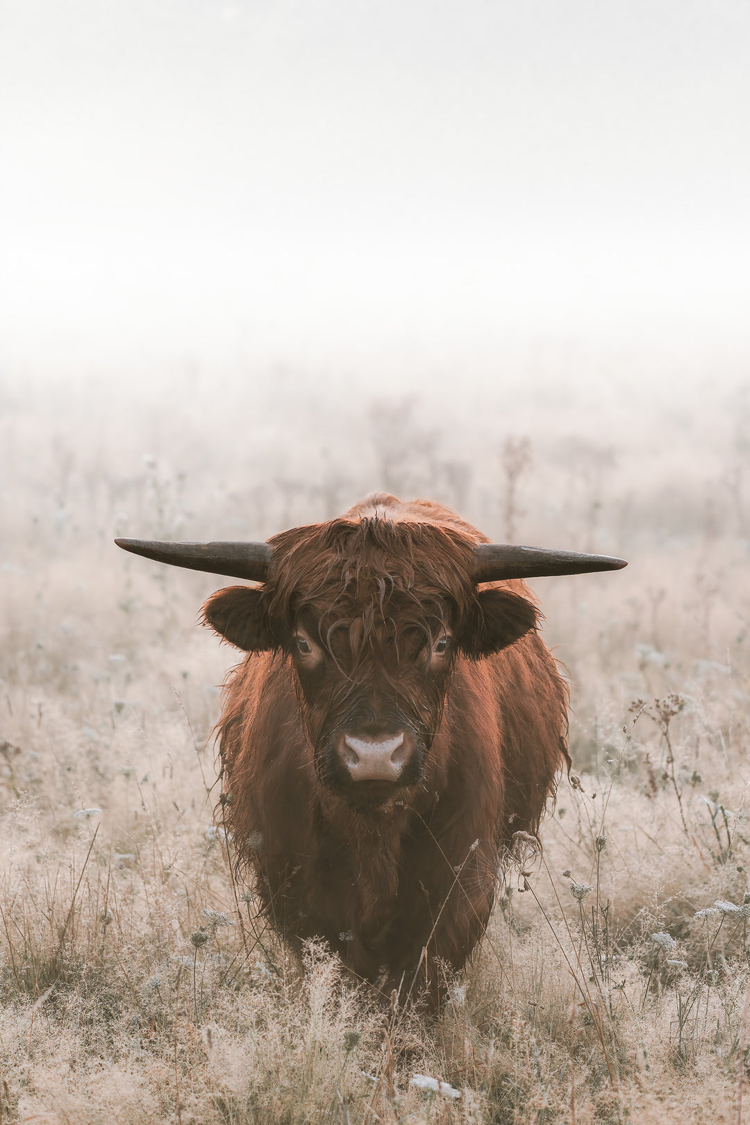 Highland Cattle Bull Curiosity